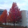 Chanticleer Ornamental Pear #15 - Image 3